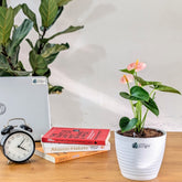 Anthurium Peach, with 5.5 inches white decor pot